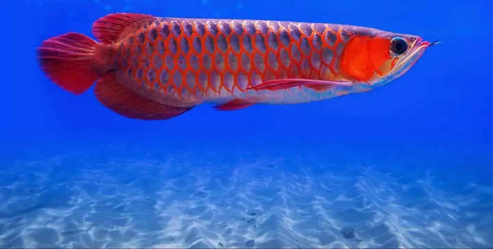 arowana or dragon fish google