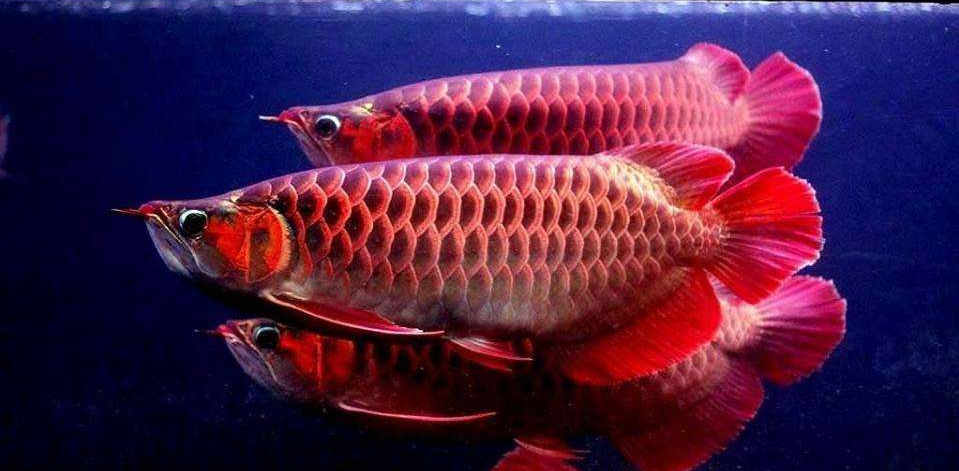 arowana or dragon fish google image